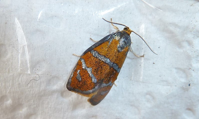 Pupa e adulto: Ptycholoma lecheana (Tortricidae)